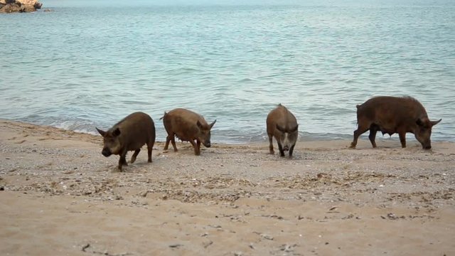 A herd of wild boars wanders along the forest in search of food