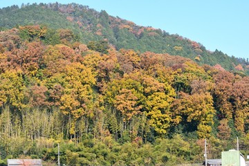 山の紅葉
