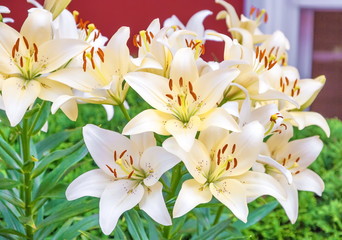 White lilies in the summer garden