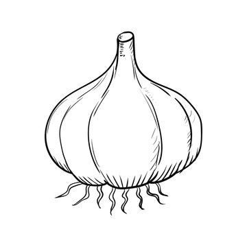 Hand drawn Garlic-Vector Illustration