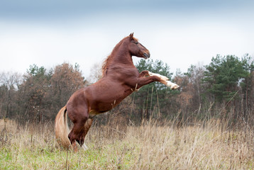 Russian draft horse