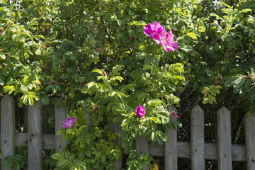 Hunds-Rose (Rosa canina) an einem Holzlattenzaun.