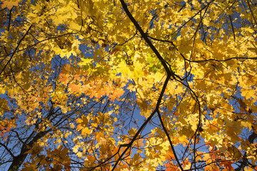 Herbstwald, goldener oktober, indian summer.