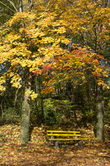 Herbstwald, goldener oktober, indian summer.