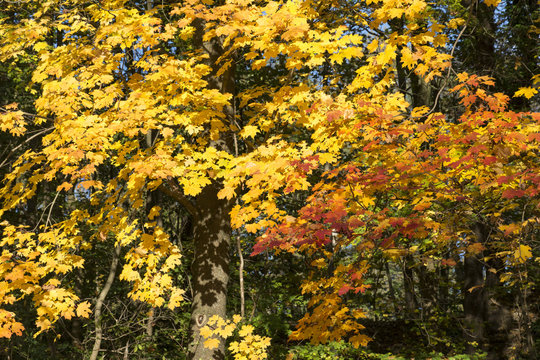 Herbstwald, goldener oktober, indian summer.