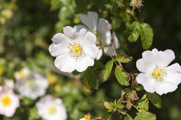 Hunds-Rose (Rosa canina)