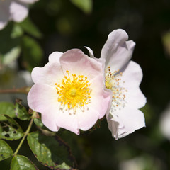 Hunds-Rose (Rosa canina)