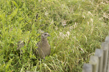 Fasan (Phasianus colchicus), Fasanenweibchen, Fasanenhenne