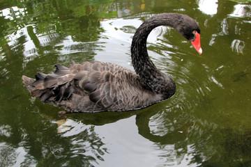 Fototapeta premium Black goose & White Swan