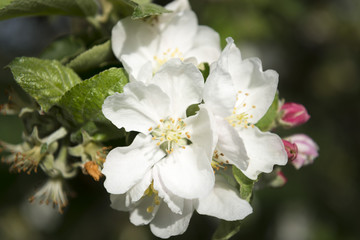 Apfelbaumblüten im Frühling.