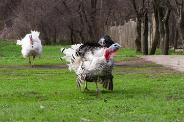 turkey male or gobbler grazing on a green grass background