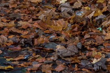 leaves on the floor in autumn