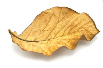 Naklejka premium Golden teak leaf (Tectona grandis) .Leaves of golden teak fall from the deciduous to dry on the white background.