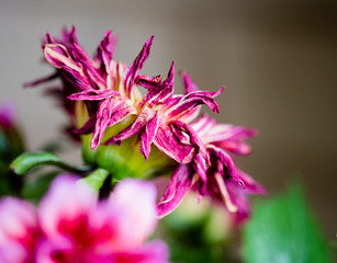 Dying dahlia flower