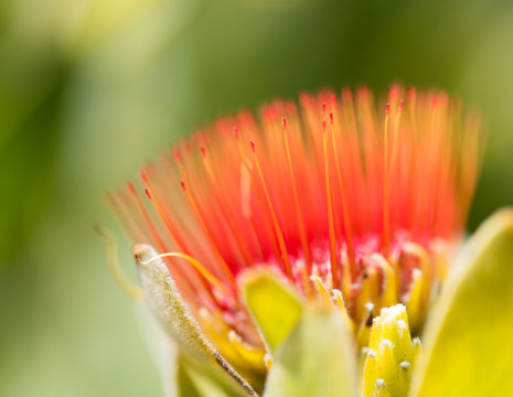 Close u pof Australian bottlebrush