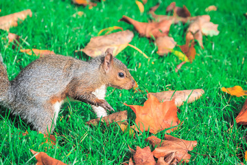 A squirrel searching food on green grass in Regent's Park of London