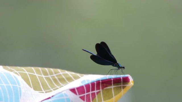 Dragonfly spreads his wings
