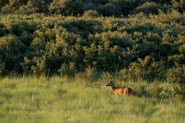 Ein Rehbock (Capreolus capreolus) am frühen Morgen auf der Nordseeinsel Juist in Nordfriesland, Deutschland, Europa.