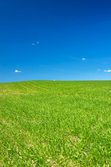 Obraz na płótnie Canvas spring rural landscape with field and blue sky