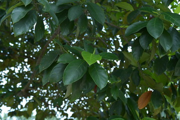Cempedak or jack fruit . The flesh can be eaten fresh or after being processed. 