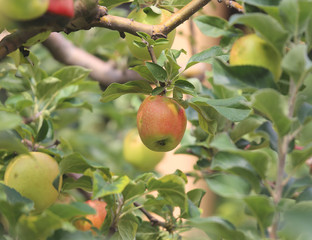 apple hanging on the branch of apple tree