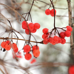 Winter Frozen Viburnum Under Snow. Viburnum In The Snow. First snow.