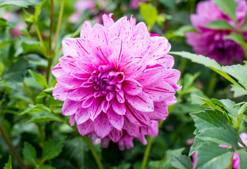 Dahlia Flower. oft pink and purples shine through the perfect petals