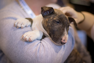 Puppy being cuddled
