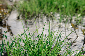 Grass in the Creek.