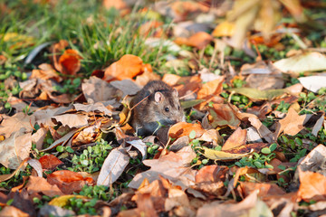 Cute mouse in its natural habitat.