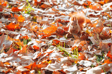Squirrel gnaws a nut in the fall leaves.