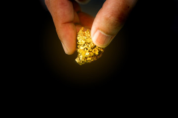 The pure gold ore found in the mine is in the hands of men on black background