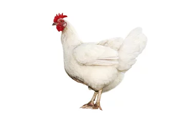 Door stickers Chicken portrait of a cute funny white chicken standing on  isolated background