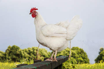 cute funny white chicken stands in the yard in the summer on a farm on the roost