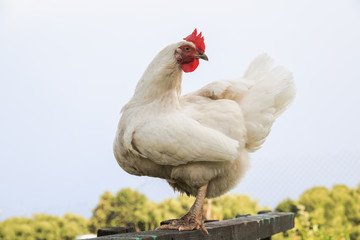 cute funny chicken standing in the yard of the village on the street on the roost
