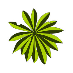 isolated green tropical leaf on white background