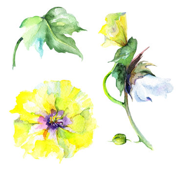 Wildflower eustama flower in a watercolor style isolated. Full name of the plant: eustama. Aquarelle wild flower for background, texture, wrapper pattern, frame or border.