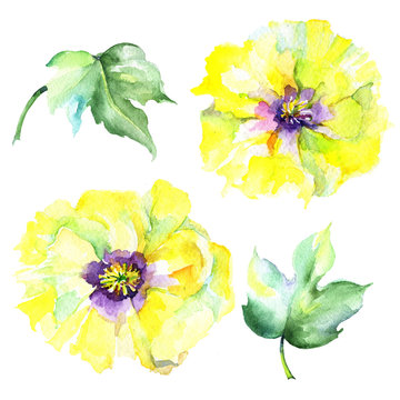 Wildflower eustama flower in a watercolor style isolated. Full name of the plant: eustama. Aquarelle wild flower for background, texture, wrapper pattern, frame or border.