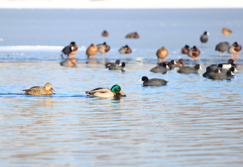 Water birds on frozen lake, cold winter day