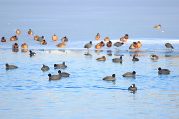 Water birds on frozen lake, cold winter day