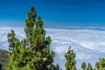 Obraz premium Kiefernwald auf Teneriffa mit Wolkendecke von oben