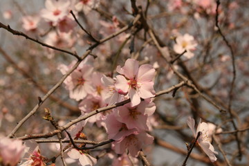 Kirschblüten Frühling cherry flower