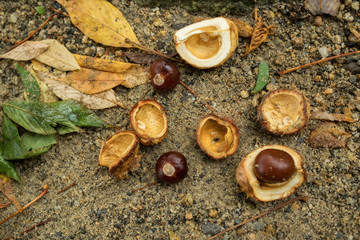 Chestnuts with and without peel on the ground