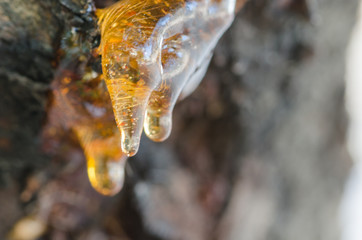 Drop of Resin on Tree Bark