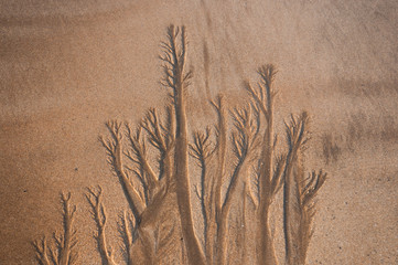 Fractales en la arena de una playa