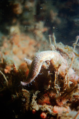 starfish on a rocky outcrop moving with little red anemones around it