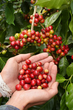 Close up of red berries coffee beans on agriculturist hand