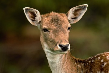 Dammwild ernster Blick