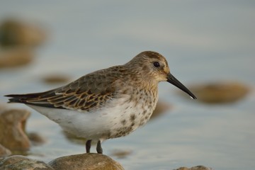 Alpenstrandläufer auf Lechfeld