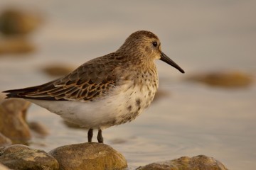 Alpenstrandläufer auf Lechfeld